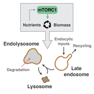 The lysosomal system and mTORC1 activation by nutrients
